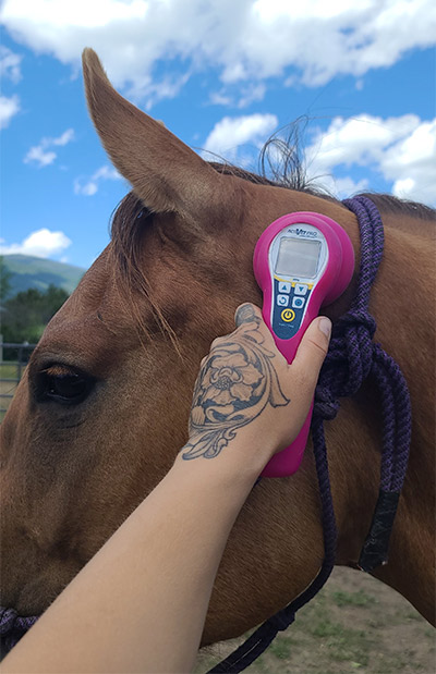 Cold Laser Therapy For Horses Hamilton Montana Bucking The Sun Equine