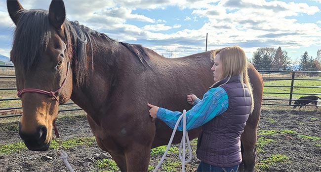 Horse Massage Therapist Horse Training Classes Bucking The Sun Equine Missoula Montana Experts